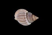 藏品(織紋螺)的圖片